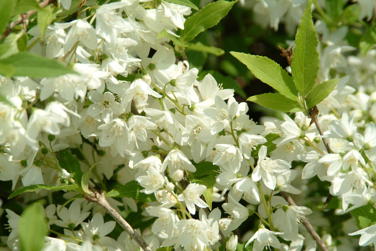 Philadelphus 'Manteau d'Hermine' mit Blüte, erhältlich von 40-60 bis 150-175 cm; Einsatz: ;;ab 15,20 Euro
