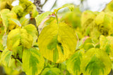 Cornus florida 'Rainbow'; bienenweide; verfügbar in 6 Größen und Varianten;;ab 76,50 Euro