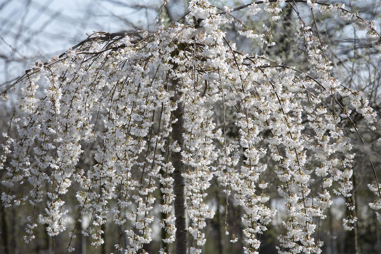 Prunus subhirtella 'Pendula' mit Blüte, erhältlich von 60-100 bis 450-650 cm; Einsatz: ;;ab 33,80 Euro