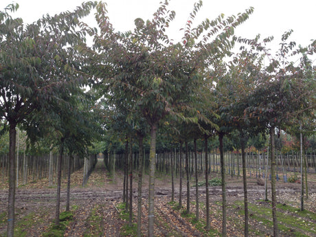 Prunus subhirtella , erhältlich von 60-100 bis 100-150 cm;;ab 16,60 Euro