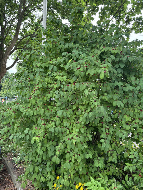 Lonicera xylosteum VkG 1 , erhältlich von 40-70 bis 200-250 cm;;ab 2,56 Euro