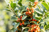 Ilex meserveae 'Heckenfee'; mit Früchten/Fruchtbehang; schnittfest, anspruchslos, dicht wachsend; Einsatzmöglichkeit z.B. : Vogelschutzhecke; verfügbar in 3 Größen und Varianten;;ab 39,00 Euro