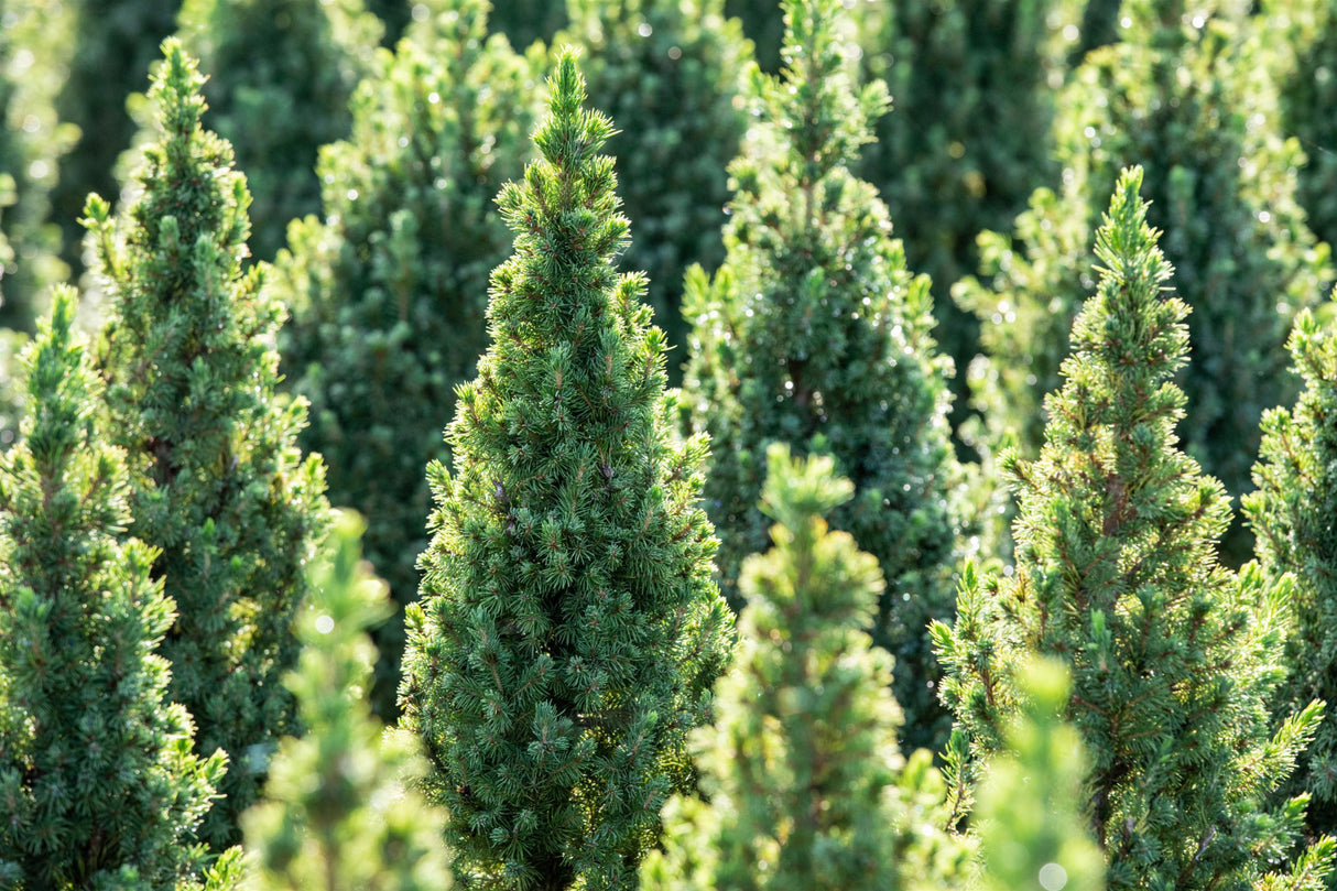 Picea glauca 'Conica' , erhältlich von 20-30 bis 100-125 cm;;ab 13,30 Euro