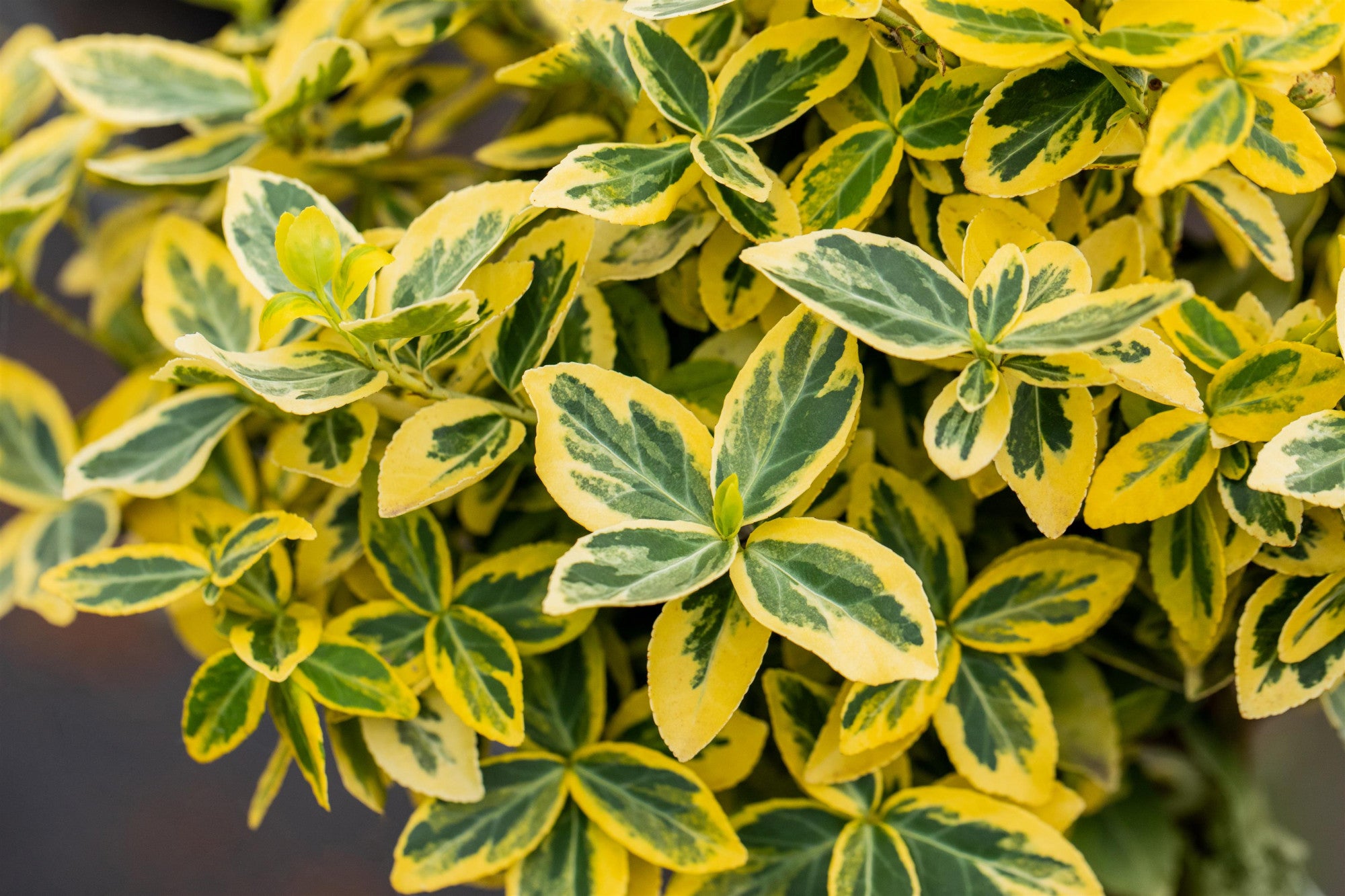 Euonymus fortunei 'Emerald'n Gold' (Goldbunte Kriechspindel 'Emerald'n Gold')