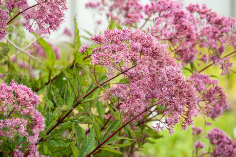 Eupatorium fistulosum 'Atropurpur. ', gen. mit Blüte; Einsatz: ;;ab 4,00 Euro