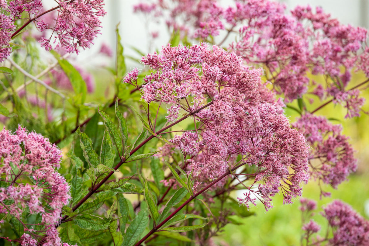 Eupatorium fistulosum 'Atropurpureum' mit Blüte; Einsatz: ;;ab 6,25 Euro
