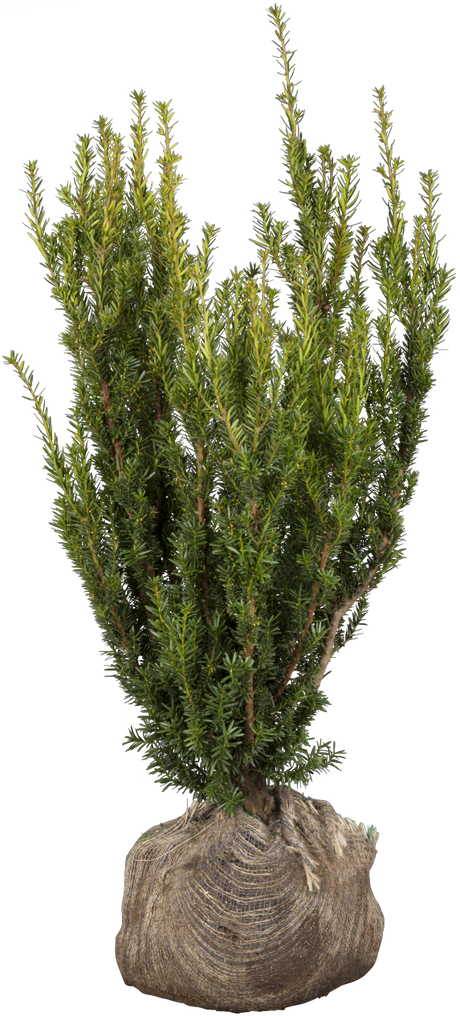 Hill's Yew; hier als Ballenpflanze; bietet Vögeln Nistplatz; Einsatzmöglichkeit z.B. : Sichtschutz;;günstig mit Qualität