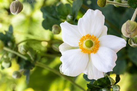 Anemone japonica 'Honorine Jobert' ;;ab 4,70 Euro