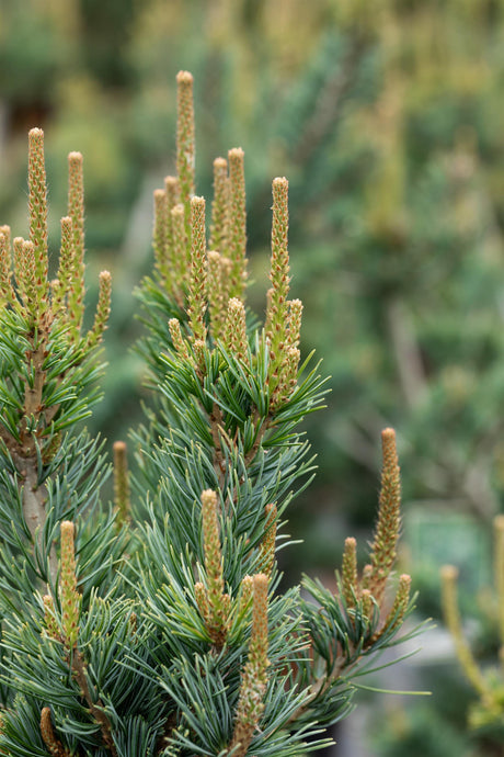 Pinus parviflora 'Glauca' , erhältlich von 25-30 bis 125-150 cm;;ab 39,40 Euro