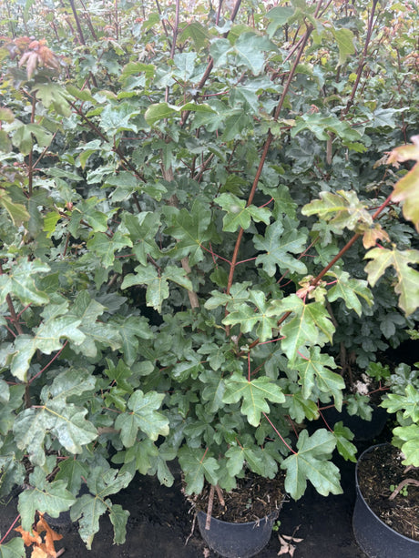 Gewöhnlicher Ahorn; hier im Topf; anspruchslos; Einsatzmöglichkeit z.B. : Vogelschutzhecke;;mit zeitnaher Lieferung