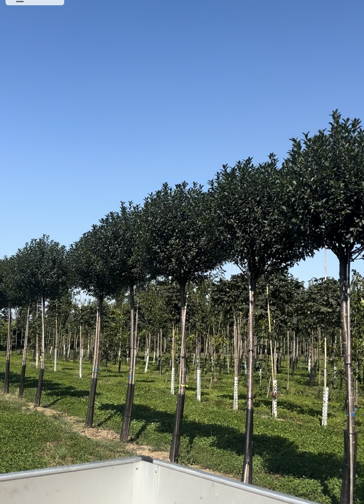 Prunus fruticosa 'Globosa' , erhältlich von 270-330 bis 450-650 cm;;ab 0,00 Euro