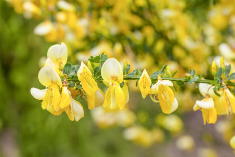 Cytisus kewensis , erhältlich von 30-40 bis 40-60 cm;;ab 15,60 Euro