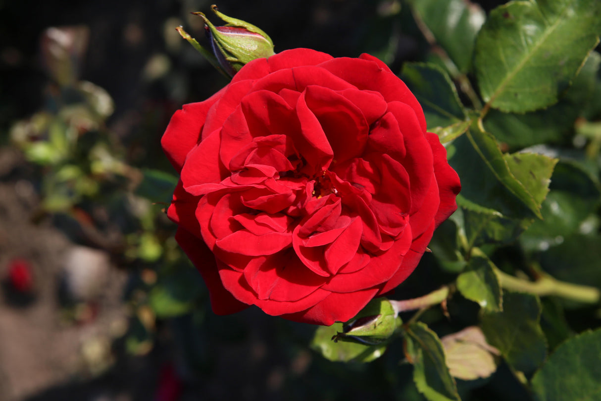 Rosa 'Ulmer Münster' STR mit Blüte; Einsatz: ;;ab 8,10 Euro