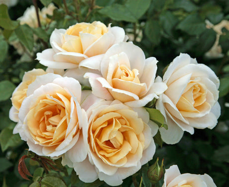 Rosa 'Lions-Rose' BT mit Blüte; Einsatz: ;;ab 10,90 Euro