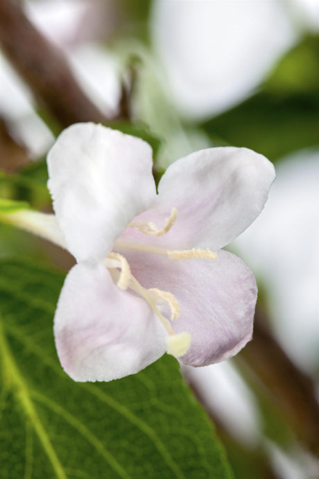 Weigela 'Boskoop Glory' mit Blüte, erhältlich von 40-60 bis 80-100 cm; Einsatz: ;;ab 13,70 Euro