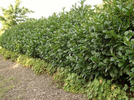 Prunus lauroc.'Otto Luyken'; als Hecke; bietet Vögeln Nistplatz;;günstig mit Qualität