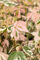 Acer negundo 'Flamingo' , erhältlich von 60-100 bis 60-100 cm;;ab 31,20 Euro