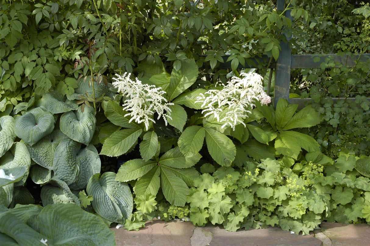 Kastanienblättriges Schaublatt als Pflanze im Beet; Einsatz: Solitärattraktive Blätter;;hier kaufen