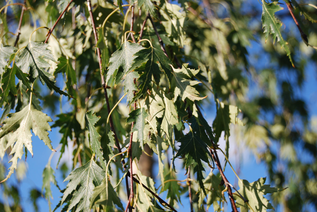 Betula pendula 'Dalecarlica' mit Belaubung, erhältlich von 270-330 bis 450-650 cm; Einsatz: ;;ab 311,00 Euro