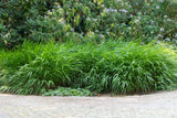 Hakonechloa macra; pflegeleicht; verfügbar in 2 Größen und Varianten;;ab 0,00 Euro