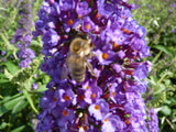 Buddleja davidii 'Empire Blue' , erhältlich von 60-100 bis 125-150 cm;;ab 13,00 Euro