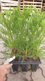 Sequoiadendron giganteum; vorbereitet für Versand; raschwüchsig; Einsatzmöglichkeit z.B. : Parkbäume;;ab 98,50 Euro