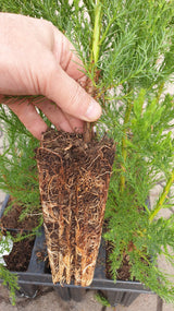 Sequoiadendron giganteum; hier im Topf; raschwüchsig; Einsatzmöglichkeit z.B. : Parkbäume;;ab 98,50 Euro