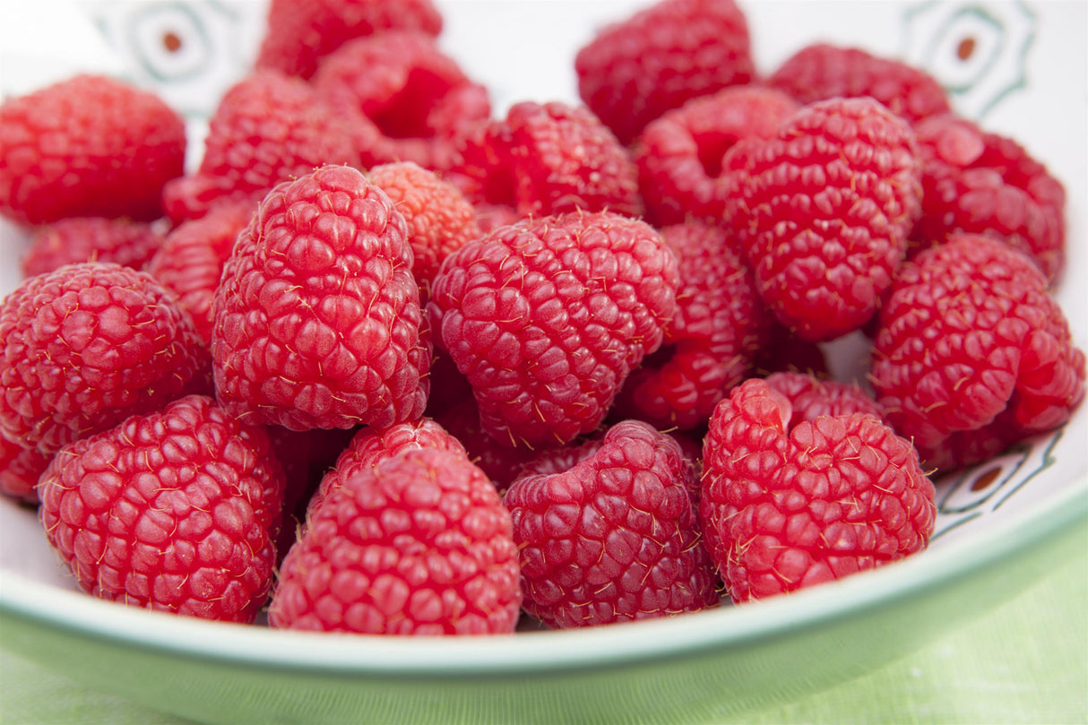 Rubus id. 'Glen Ample' mit Früchten; Einsatz: ;;ab 20,40 Euro