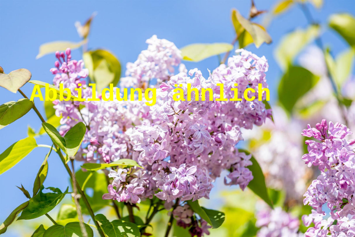 Syringa vulg. 'Schöne von Moskau' (Edelflieder 'Schöne von Moskau' -R-)