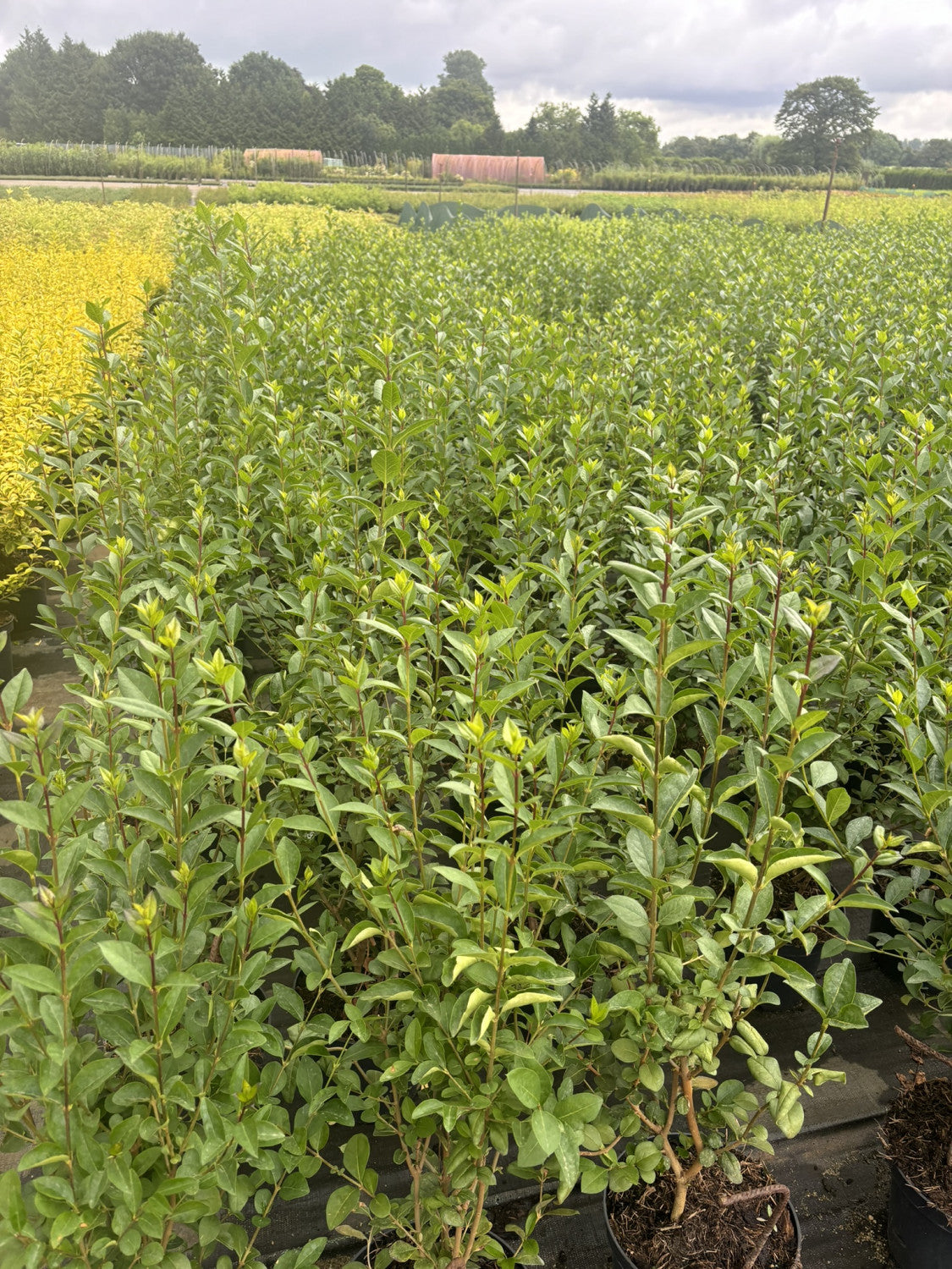 Ligustrum vulgare 'Atrovirens' , erhältlich von 30-50 bis 200-250 cm;;ab 2,80 Euro