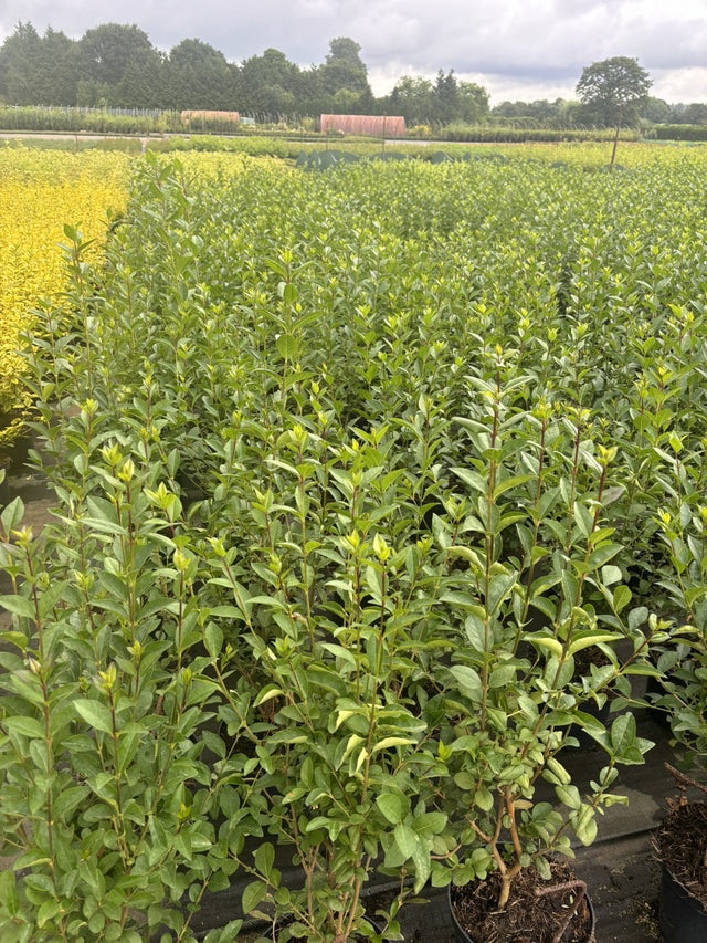 Ligustrum vulgare 'Atrovirens' , erhältlich von 30-50 bis 200-250 cm;;ab 2,80 Euro