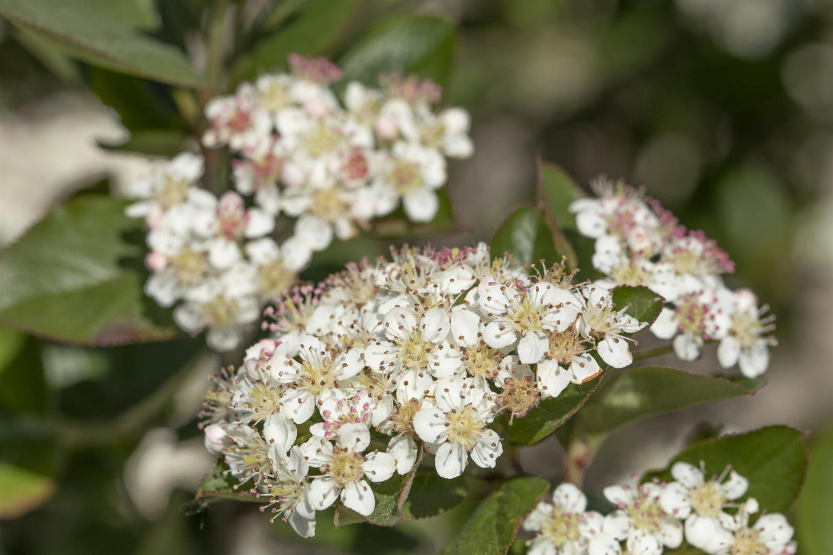 Aronia melanocarpa mit Blüte; Einsatz: Saftanspruchslos;;mit zeitnaher Lieferung