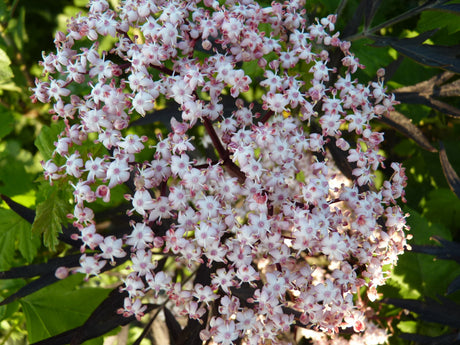 Sambucus Nigra 'Eva'; hier mit Blüte; winterhart; Einsatzmöglichkeit z.B. : Wildstrauch;;mit zeitnaher Lieferung