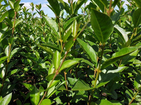 Ligusterhecke; hier mit Sommerbelaubung; nahrungsquelle für Vögel; Einsatzmöglichkeit z.B. : Sichtschutz;;günstig mit Qualität