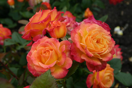 Rosa 'Gartenspaß' BT mit Blüte; Einsatz: ;;ab 8,10 Euro