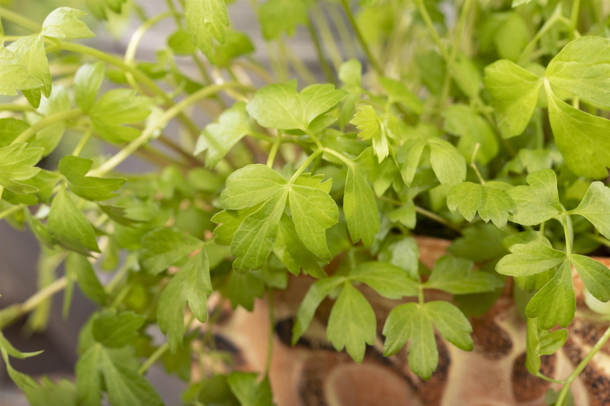 Levisticum officinale (Liebstöckel)