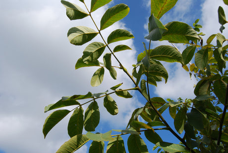 Walnussbaum; hier mit Belaubung; robust; Einsatzmöglichkeit z.B. : Holz; erhältlich mit Stammumfang von 12-14 bis 20-25 cm;;günstig mit Qualität
