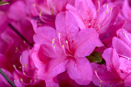 Rhododendron obt. 'Diamant Purpur' mit Blüte, erhältlich von 25-30 bis 25-30 cm; Einsatz: ;;ab 19,80 Euro