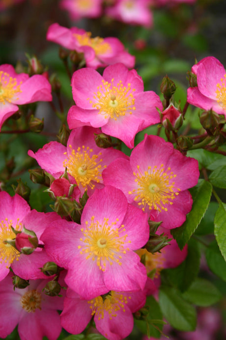 Rosa 'Juanita' BDR mit Blüte; Einsatz: ;;ab 9,50 Euro
