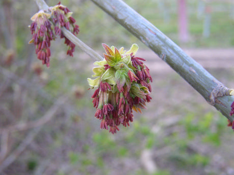 Boxelder mit Blüte, erhältlich als: Hochstamm; Einsatz: Parkschnellwüchsig;;günstig mit Qualität