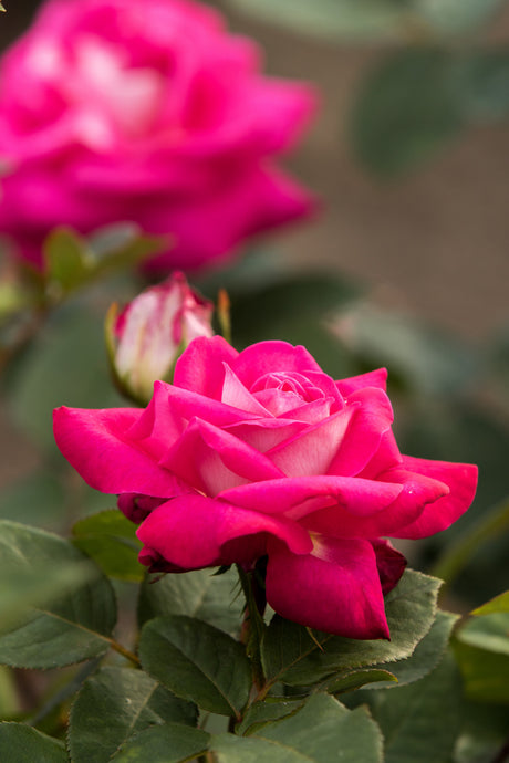 Rosa 'Acapella' TH mit Blüte; Einsatz: ;;ab 9,50 Euro