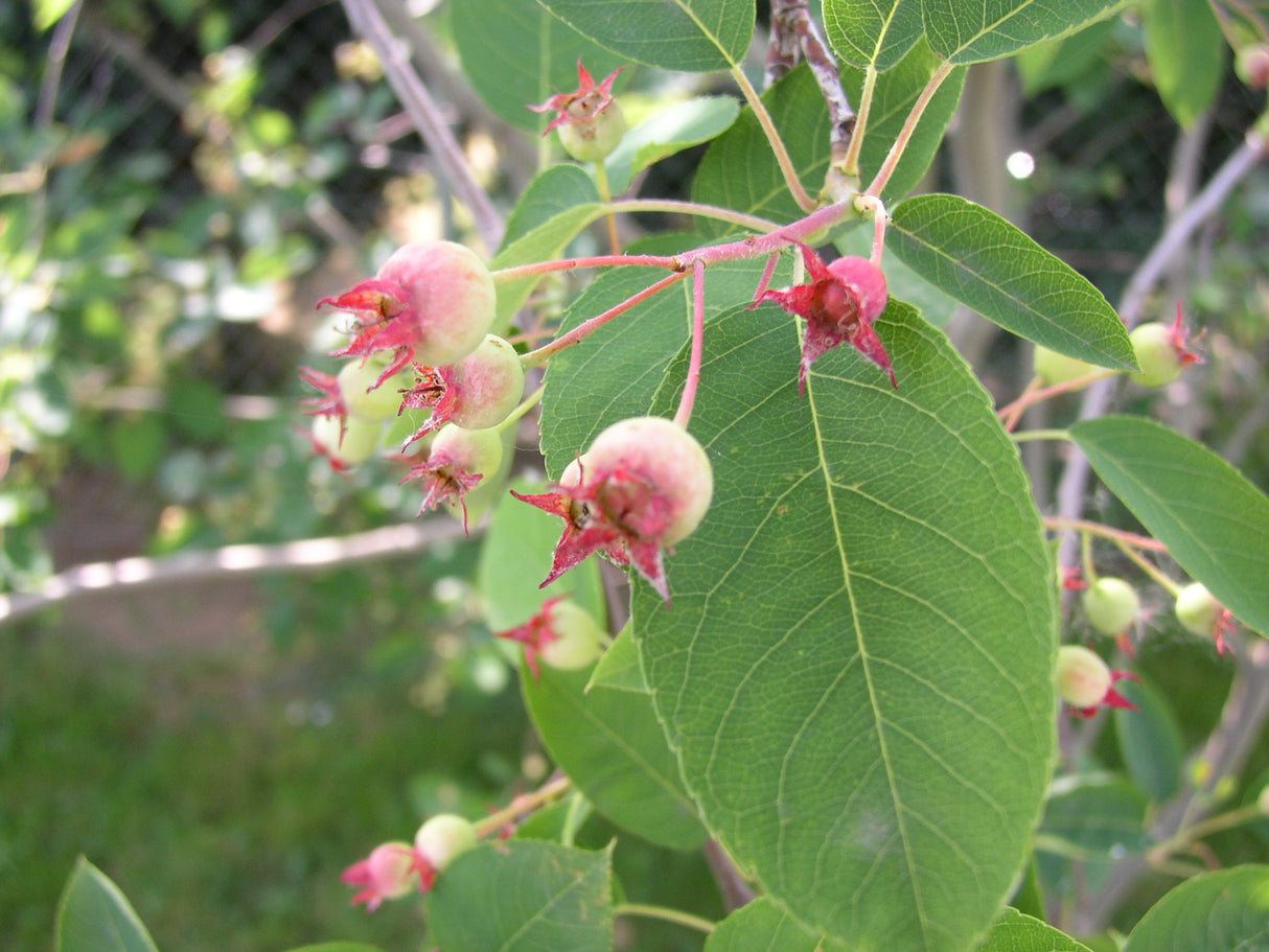Synonym (alte Bezeichnung): Amelanchier canadensis mit Früchten; Einsatz: Vogelnährgehölz;;Pflanzen vom Profi