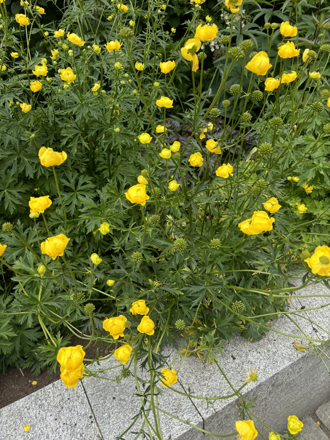 Trollius europaeus mit Blüte; Einsatz: ;;ab 3,65 Euro