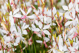 Gaura lindheimerii, weiß; lange Blütezeit;;ab 0,00 Euro