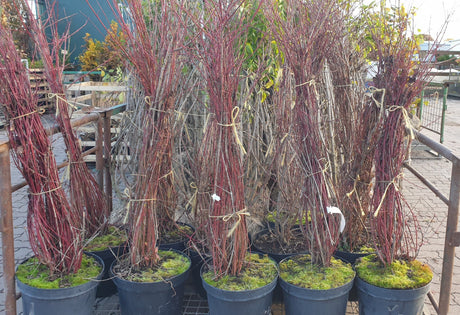 Cornus sanguinea VkG 6; vorbereitet für Versand; sehr anpassungsfähig; Einsatzmöglichkeit z.B. : anspruchslose Pflanze;;ab 3,55 Euro