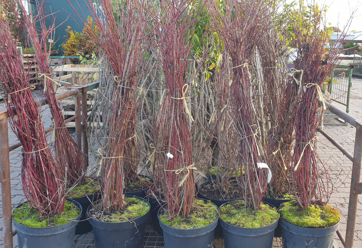 Cornus sanguinea VkG 5; vorbereitet für Versand; sehr anpassungsfähig; Einsatzmöglichkeit z.B. : anspruchslose Pflanze;;ab 3,55 Euro