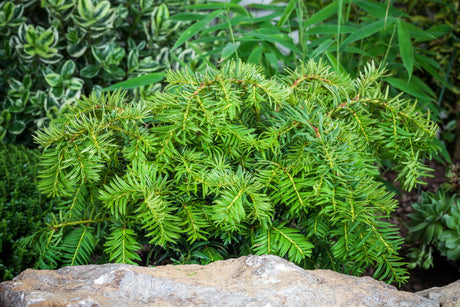 Taxus baccata 'Repandens' als Pflanze im Beet, erhältlich von 20-25 bis 60-70 cm; Einsatz: ;;ab 22,70 Euro