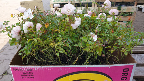 Rosa 'Diamant' BDR; vorbereitet für Versand; winterhart; Einsatzmöglichkeit z.B. : Rabatten;;mit zeitnaher Lieferung