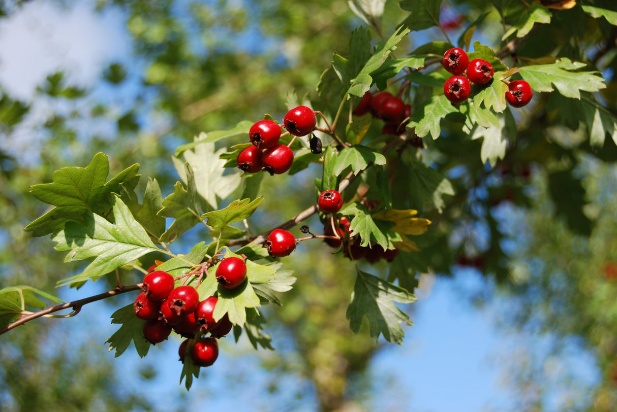 Crataegus monogyna VkG 1 mit Früchten, erhältlich von 40-70 bis 200-250 cm; Einsatz: ;;ab 2,56 Euro