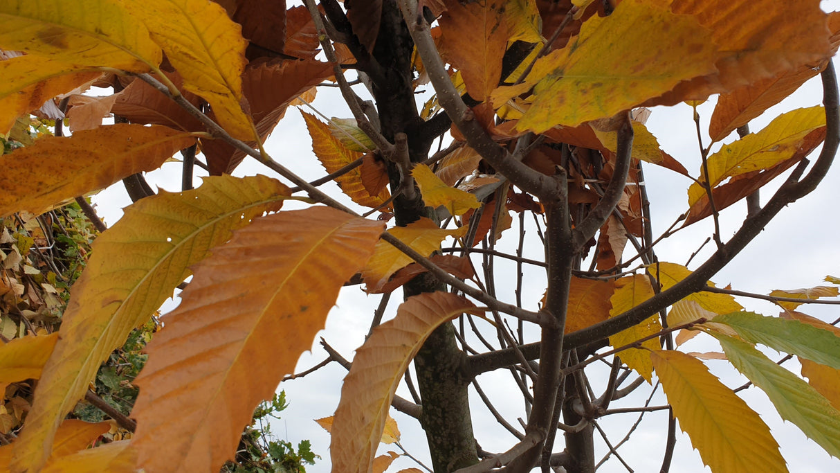 Synonym (alte Bezeichnung): Castanea vesca; hier mit Herbstlaub; schnittverträglich; Einsatzmöglichkeit z.B. : Windschutz;;ab 2,65 Euro